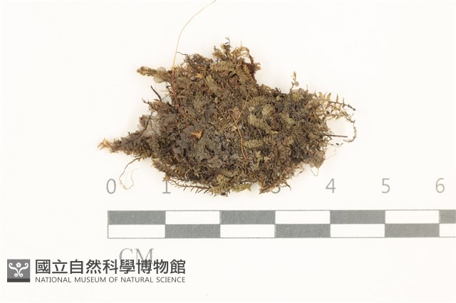 登錄號:B00014641藏品圖，第1張