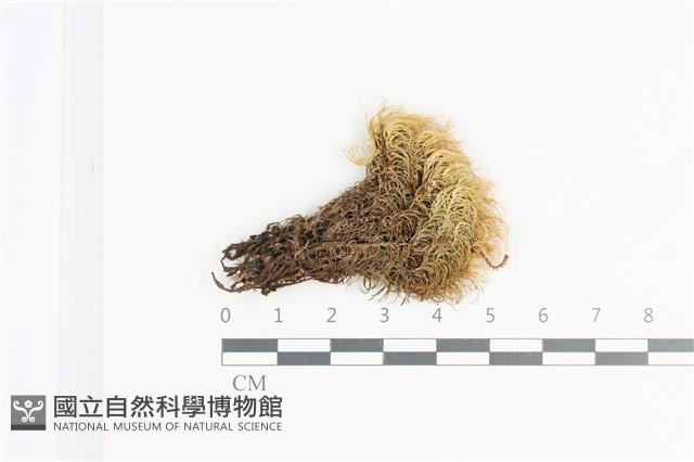 登錄號:B00020641藏品圖，第1張