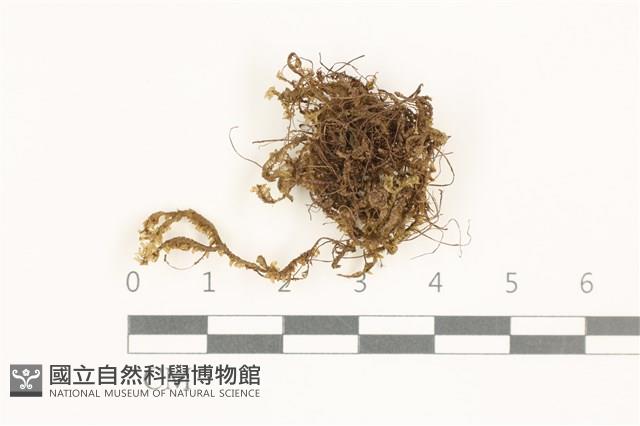 鞭苔,三裂鞭苔藏品圖，第1張