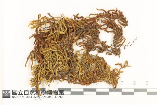 登錄號:B00009241藏品圖，第1張