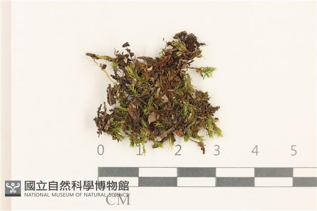登錄號:B00016241藏品圖，第1張