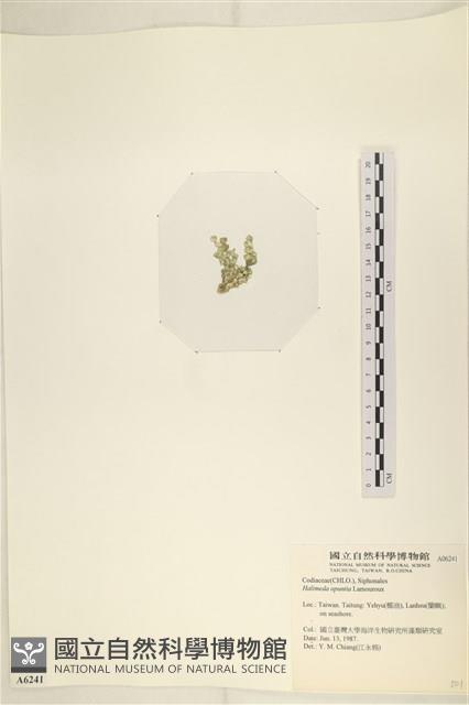 仙掌藻, 海仙人掌藏品圖，第3張
