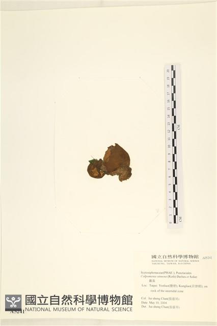 袋苔, 囊藻藏品圖，第3張