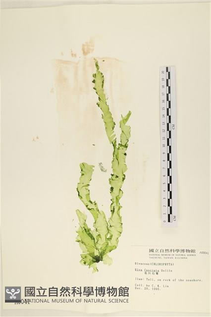 長片石蓴, 裂片石蓴藏品圖，第1張