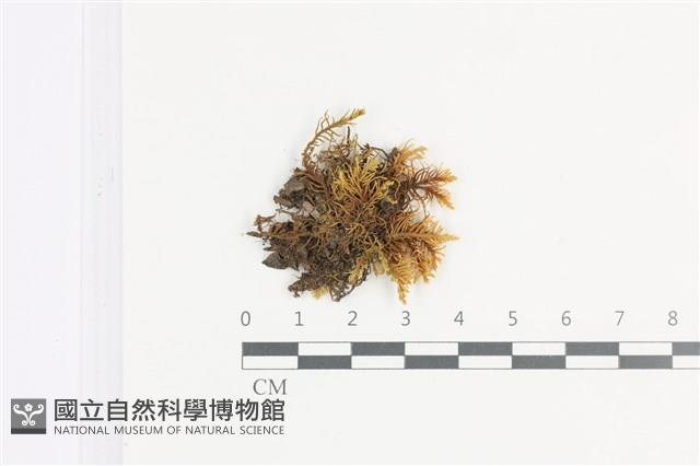 山羽蘚藏品圖，第1張