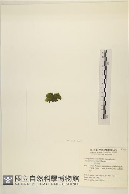 浮網藻, 肋葉藻藏品圖，第3張