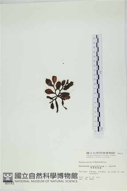厚葉馬尾藻藏品圖，第3張