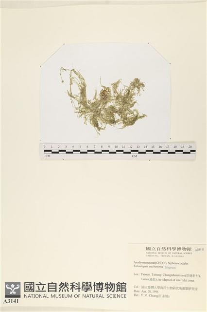 指枝藻藏品圖，第1張