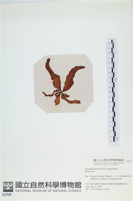 登錄號:A00002541藏品圖，第3張