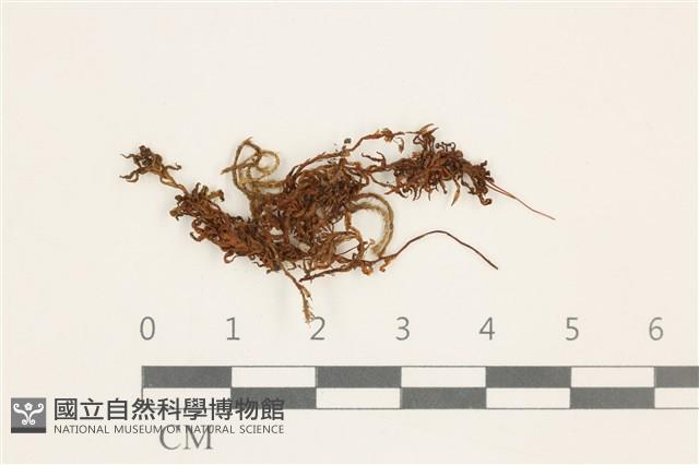 登錄號:B00009541藏品圖，第1張