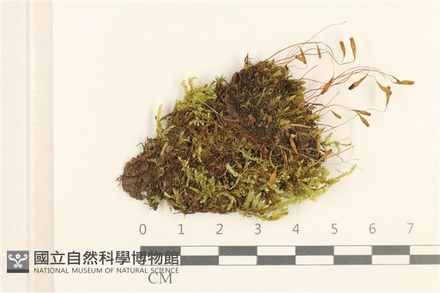 登錄號:B00016541藏品圖，第1張