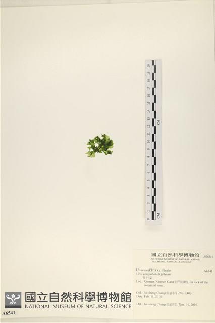 茶花石蓴, 牡丹菜藏品圖，第3張