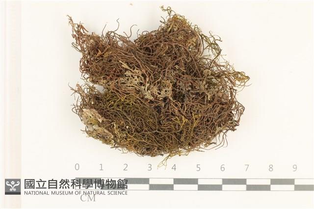 登錄號:B00005541藏品圖，第1張
