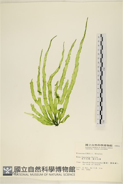 長片石蓴, 裂片石蓴藏品圖，第1張