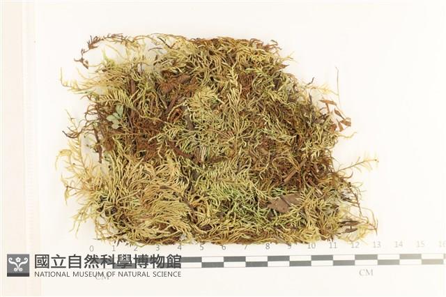 登錄號:B00012441藏品圖，第1張