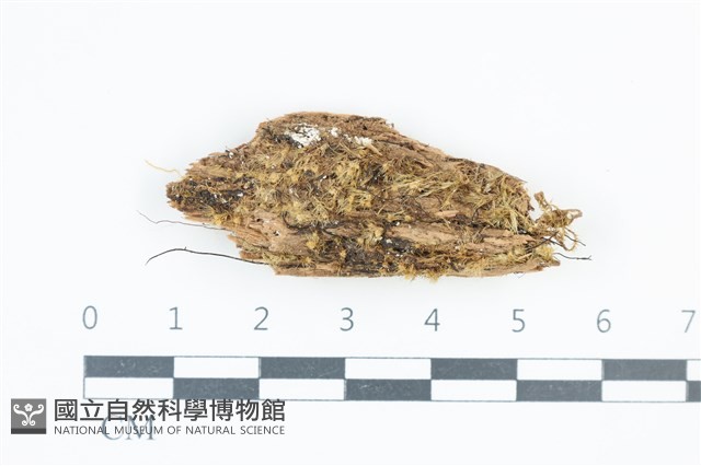 長葉青毛蘚藏品圖，第1張