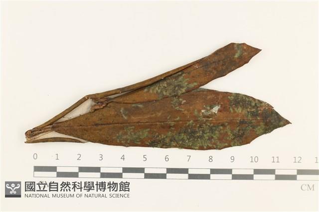 芳川疣鱗苔藏品圖，第1張