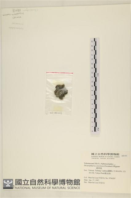 網球藻藏品圖，第3張