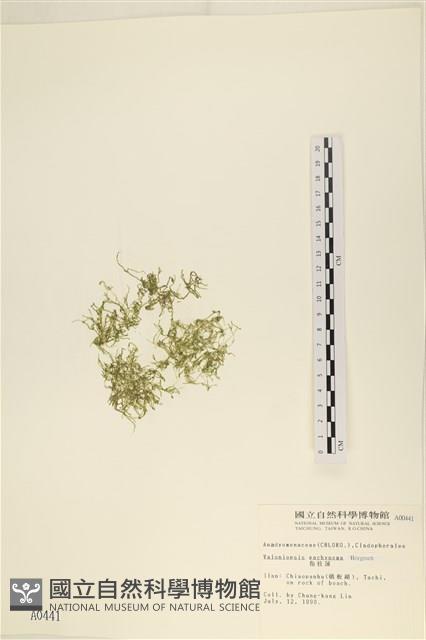 指枝藻藏品圖，第1張