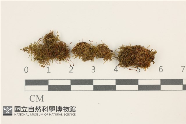 反齒蘚藏品圖，第1張