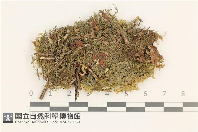 毛擬叉苔藏品圖，第1張