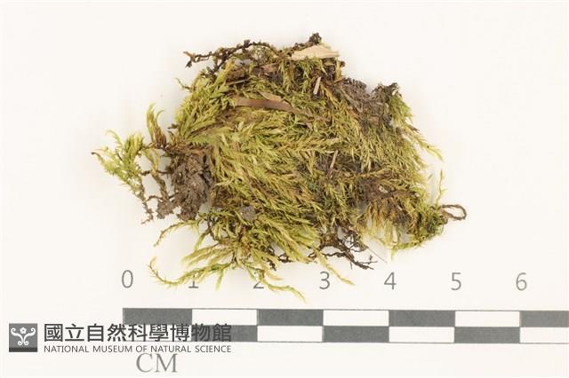 羽枝青蘚藏品圖，第1張