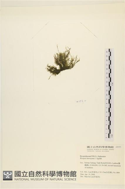 偏列羽藻藏品圖，第3張