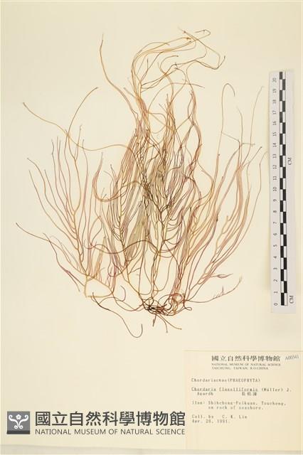 長松藻藏品圖，第1張