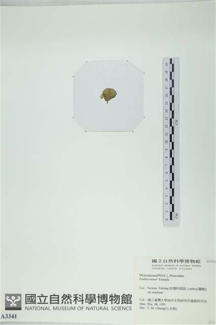 小團扇藻藏品圖，第3張