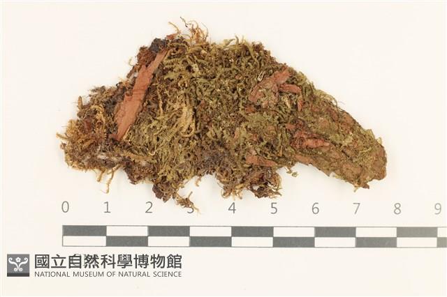 登錄號:B00019741藏品圖，第1張