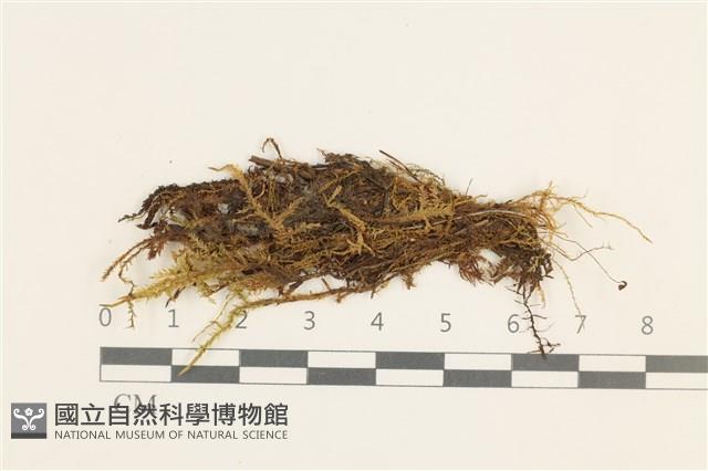 多態細濕蘚藏品圖，第1張