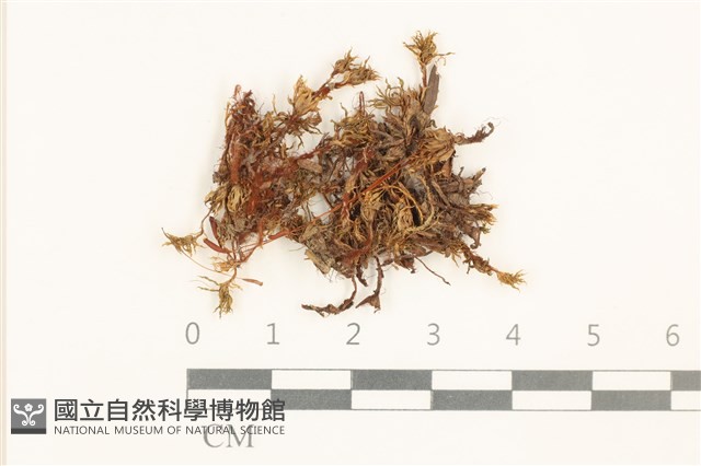 登錄號:B00004741藏品圖，第1張