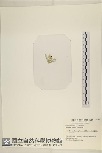 仙掌藻, 海仙人掌藏品圖，第3張