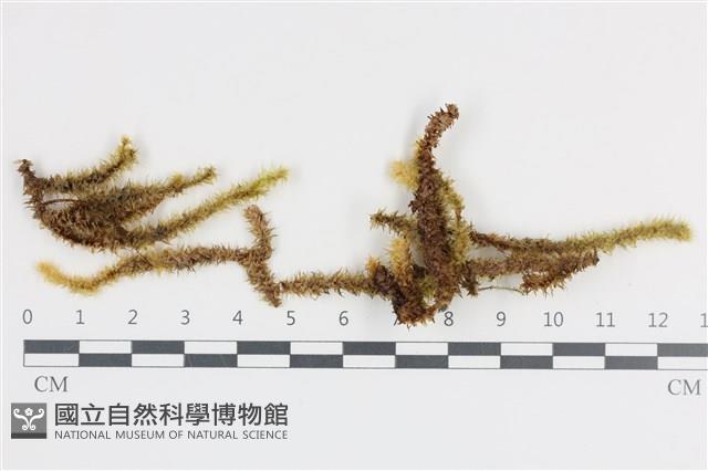 登錄號:B00016661藏品圖，第1張