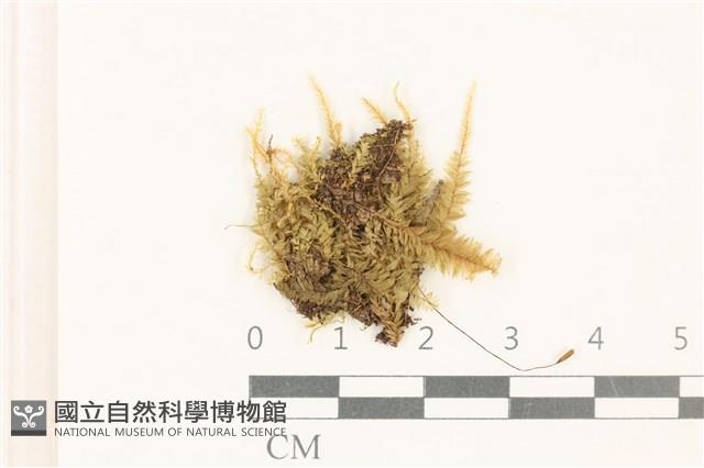 粗齒雉尾蘚藏品圖，第1張