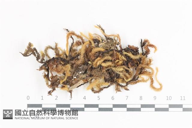 毛扭蘚藏品圖，第1張