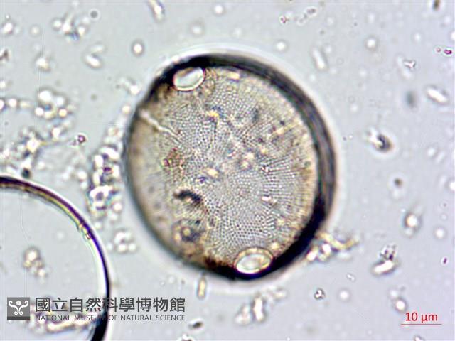 登錄號:A00004661藏品圖，第3張