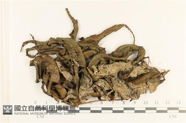 登錄號:B00005661藏品圖，第1張