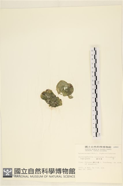 網球藻藏品圖，第1張