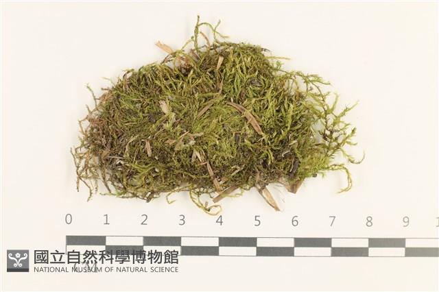 羽枝青蘚藏品圖，第1張