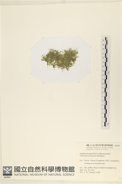 指枝藻藏品圖，第3張
