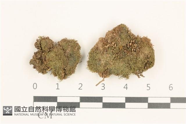 小睫毛苔藏品圖，第1張