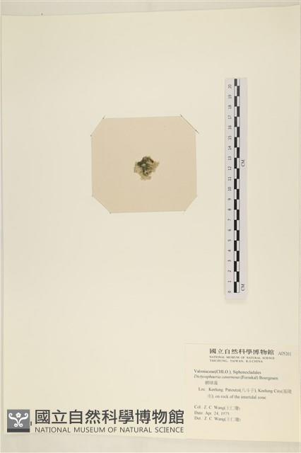 網球藻藏品圖，第3張