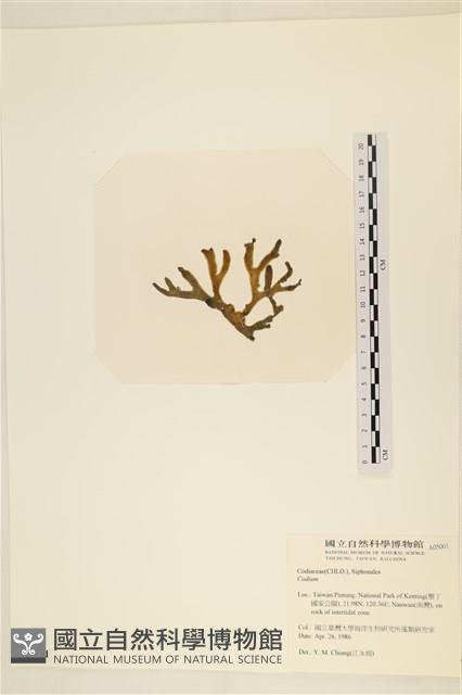 登錄號:A00005061藏品圖，第3張