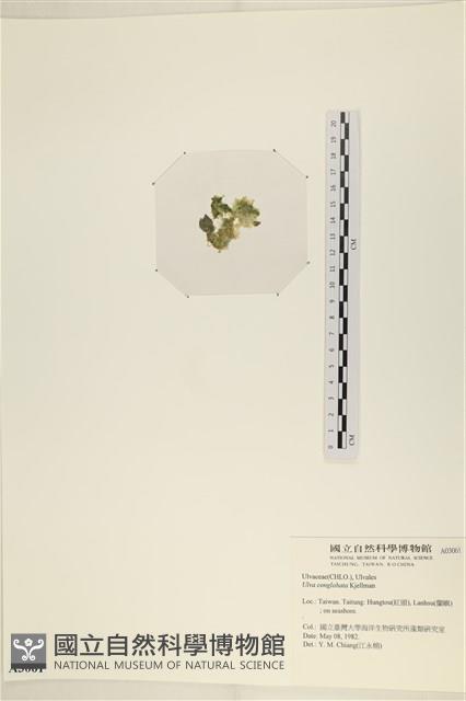 茶花石蓴, 牡丹菜藏品圖，第3張