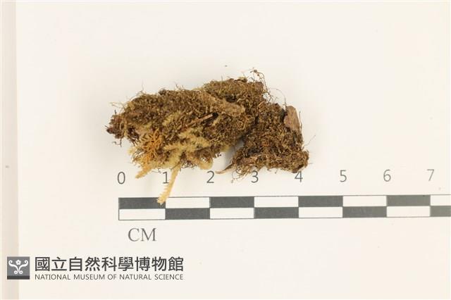 登錄號:B00019561藏品圖，第1張