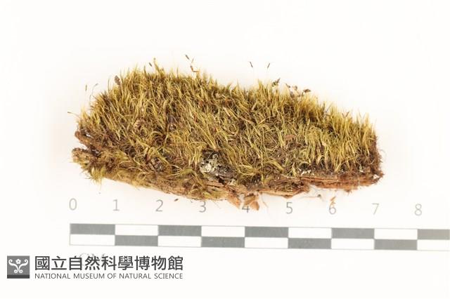 登錄號:B00017561藏品圖，第1張