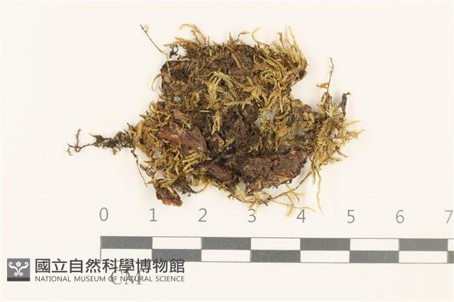 登錄號:B00015561藏品圖，第1張