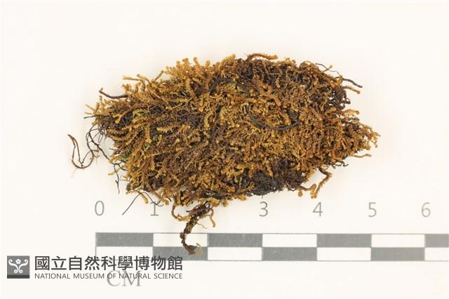 全緣廣萼苔藏品圖，第1張