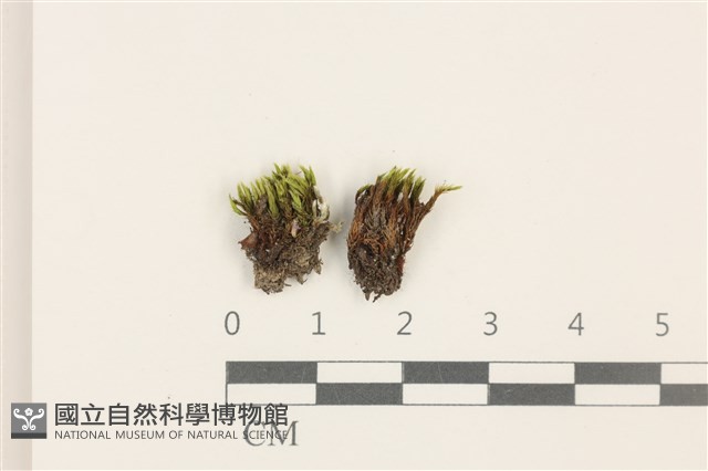 登錄號:B00012461藏品圖，第1張